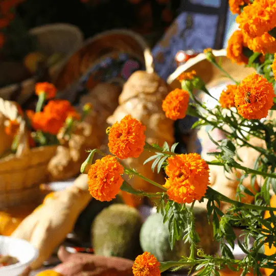 amarres de amor harwood heights illinois botanica maestro san gregorio chicago webp