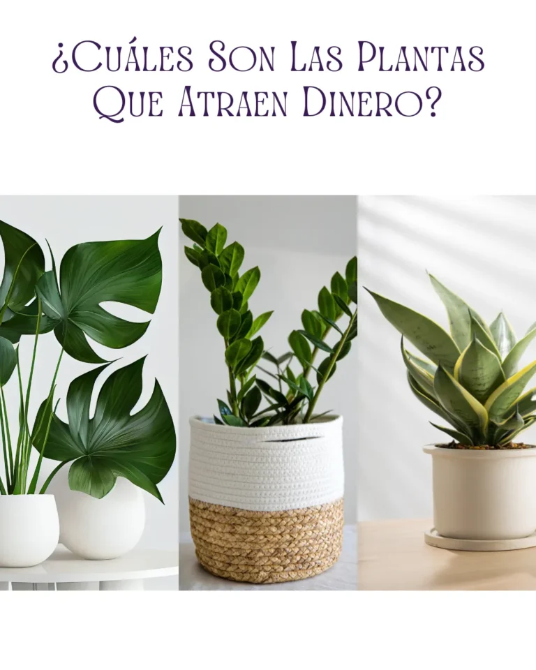 cuales son las plantas que atraen dinero
